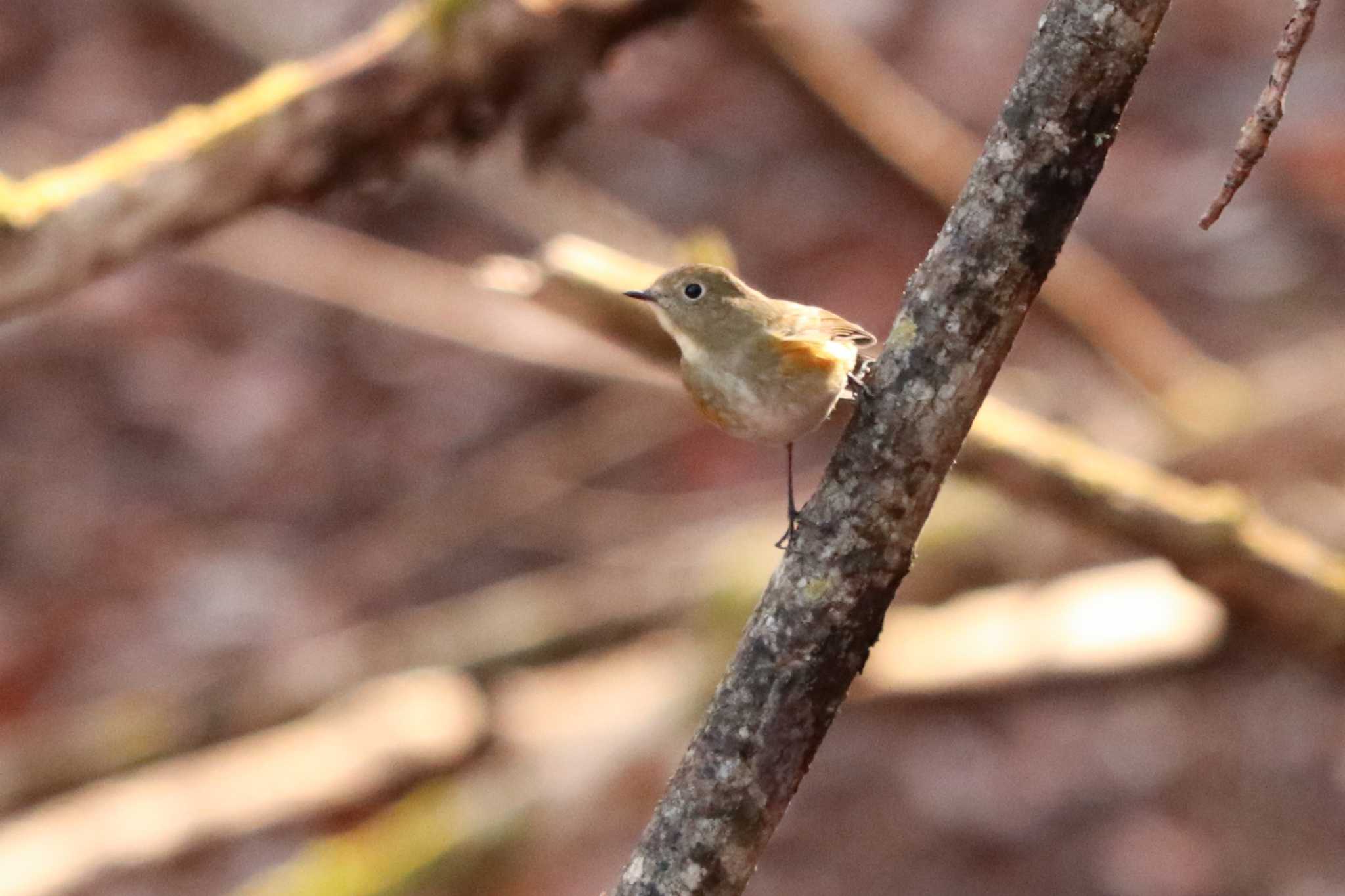 Red-flanked Bluetail