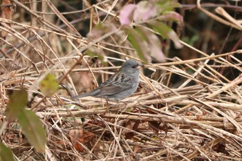 2020年12月10日(木) 富士養鱒場の野鳥観察記録