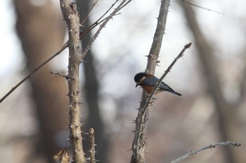 Varied Tit Asahiyama Memorial Park Fri, 12/18/2020