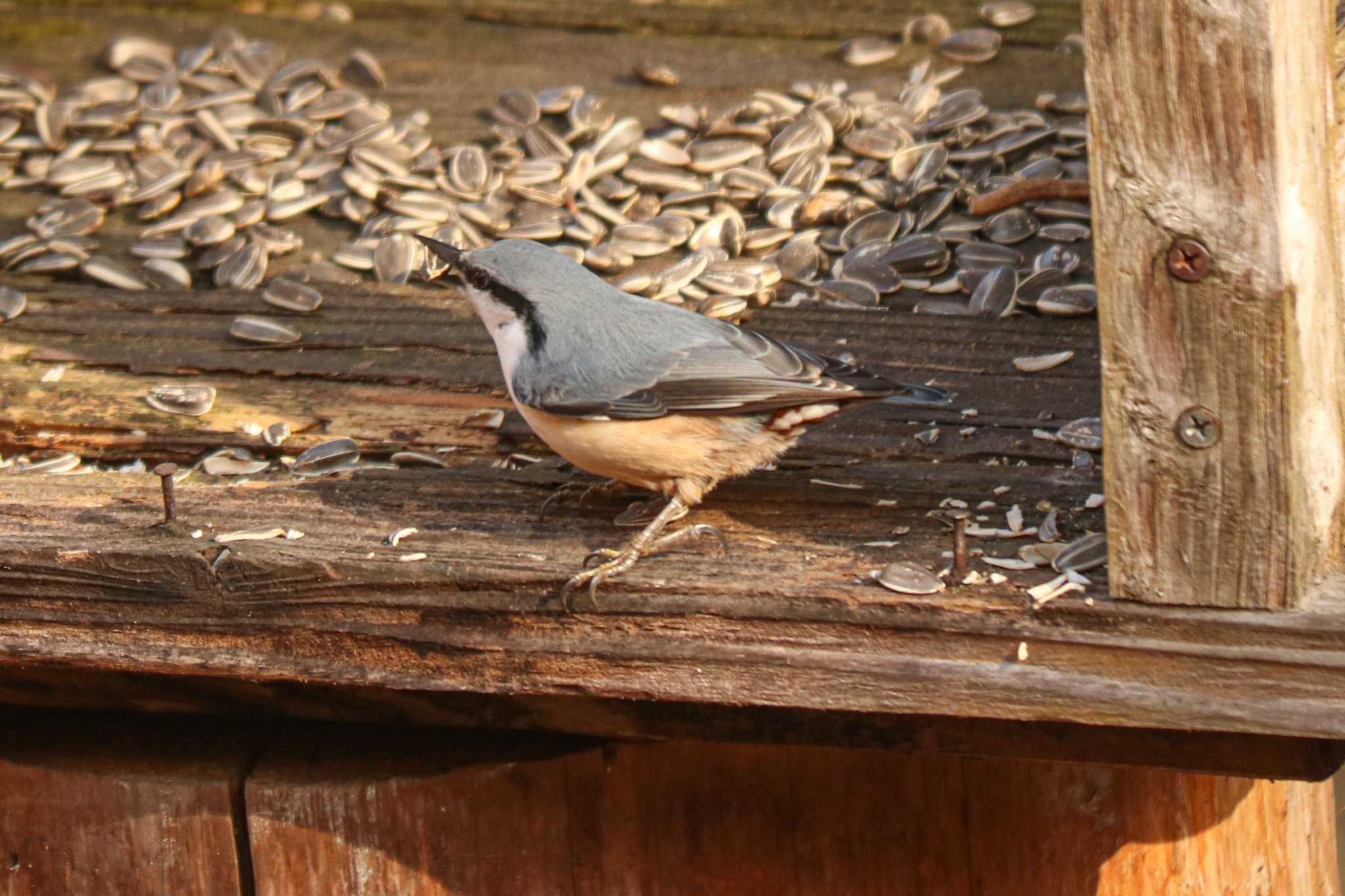 Eurasian Nuthatch