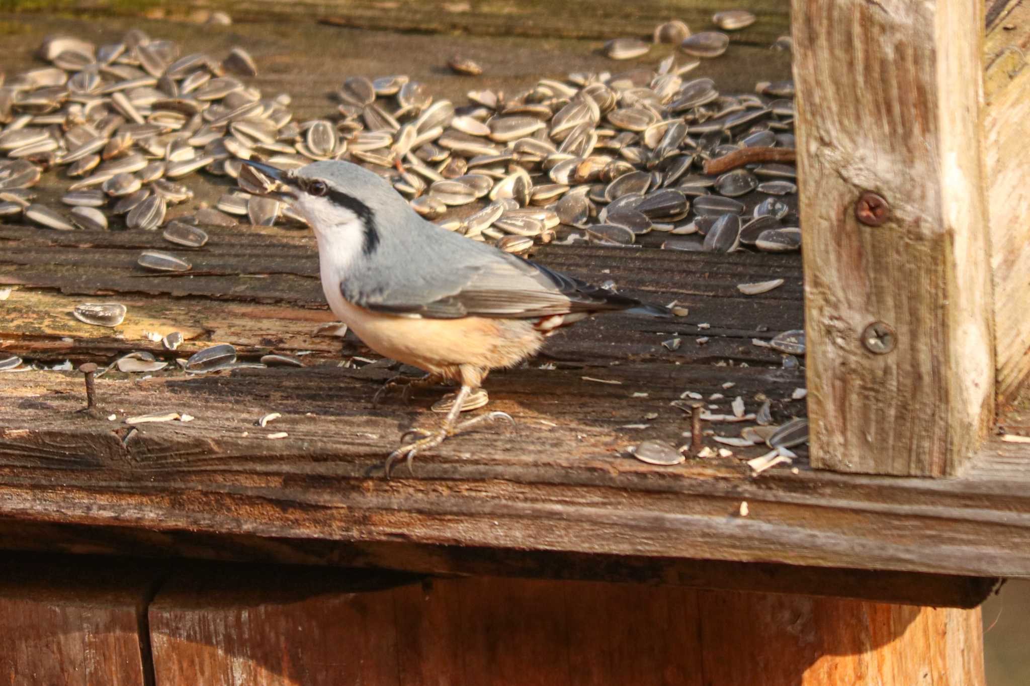 Eurasian Nuthatch