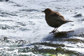 Brown Dipper 栃木県 Mon, 12/21/2020