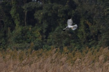 Hen Harrier 愛知県西尾市 Sun, 11/13/2016