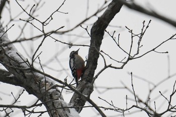 Great Spotted Woodpecker 奥日光 Sat, 12/5/2020