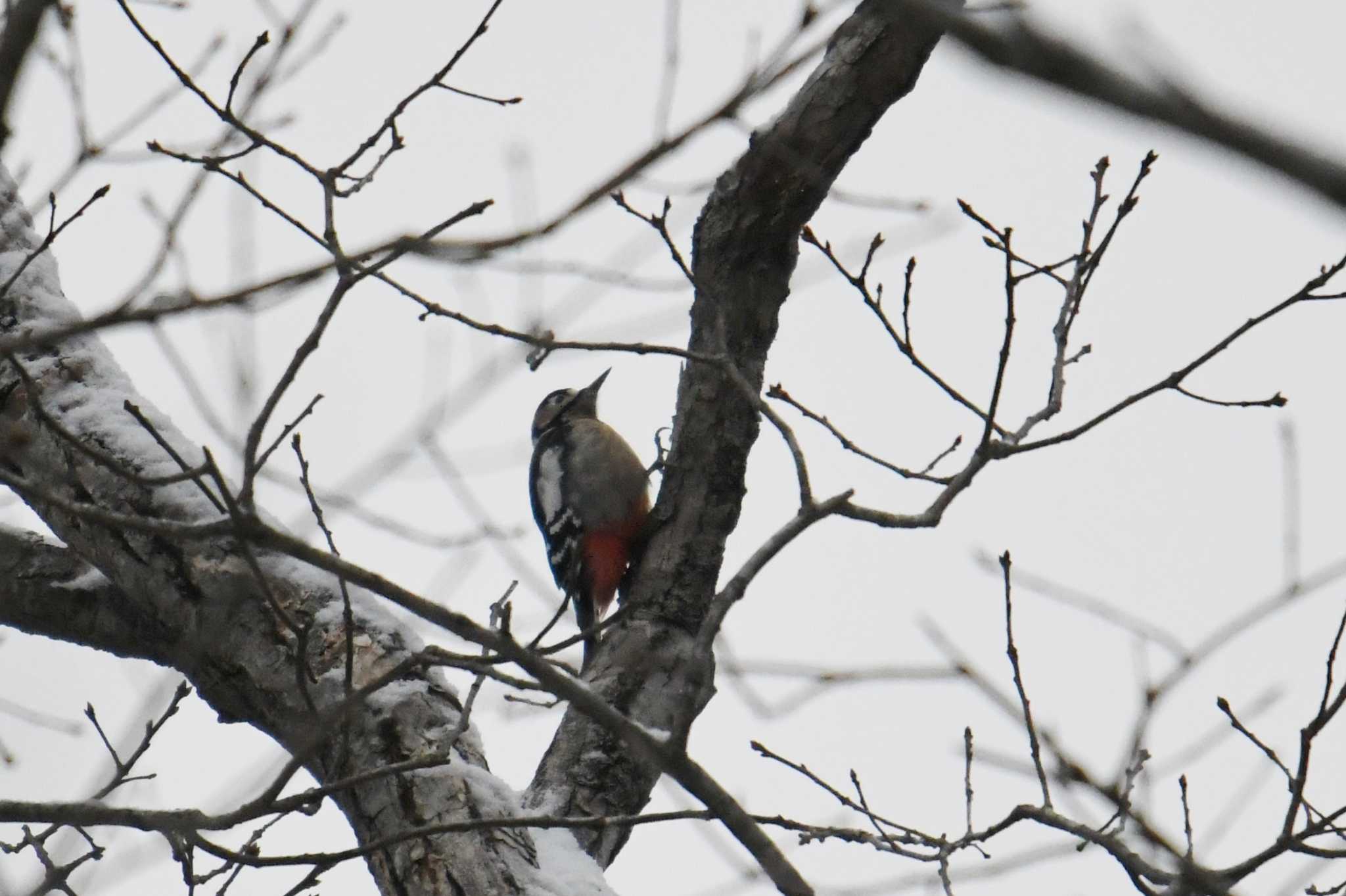 Great Spotted Woodpecker