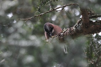 Eurasian Jay 奥日光 Sat, 12/5/2020