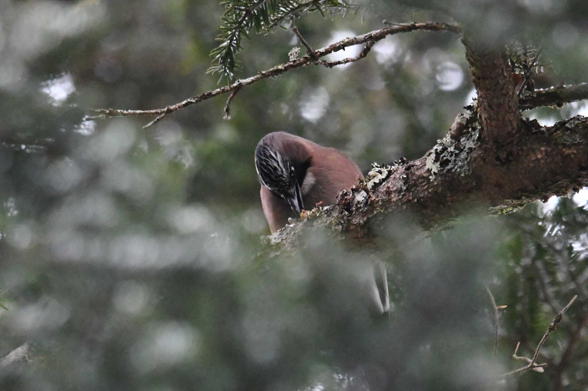 Eurasian Jay