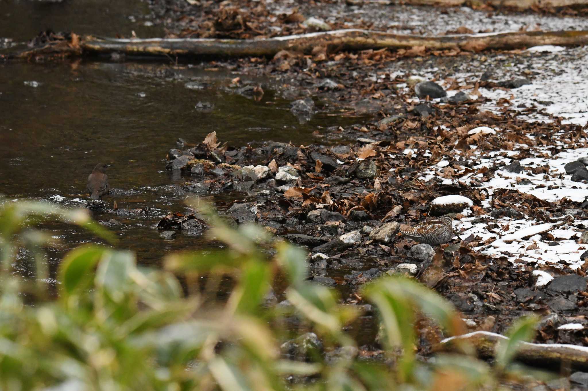 Solitary Snipe