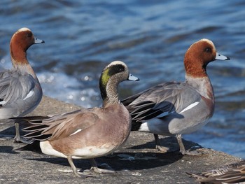 2020年12月25日(金) 千葉県新浦安の野鳥観察記録