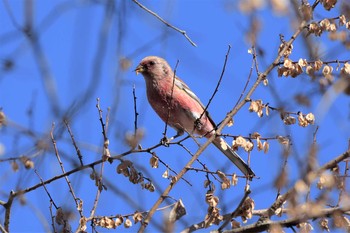 2020年12月25日(金) 渡良瀬遊水地の野鳥観察記録