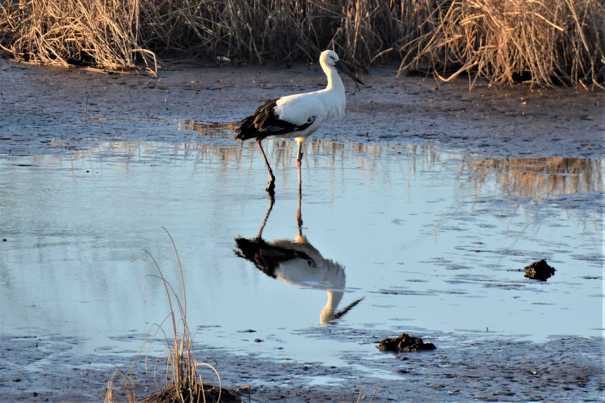 コウノトリ