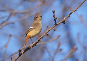 ジョウビタキ 三橋総合公園 2020年12月20日(日)