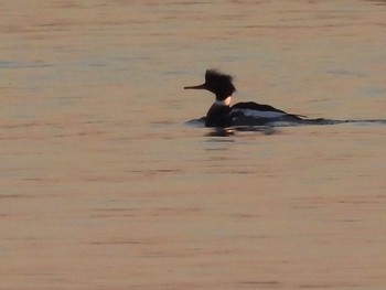 ウミアイサ ふなばし三番瀬海浜公園 2020年12月22日(火)