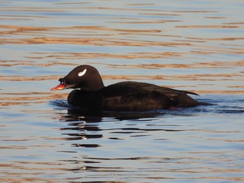 Tue, 12/22/2020 Birding report at Sambanze Tideland