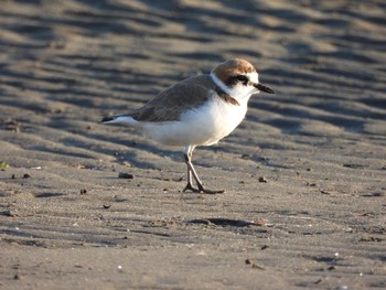 シロチドリ ふなばし三番瀬海浜公園 2020年12月22日(火)