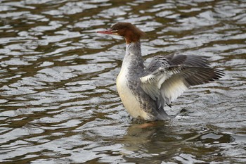 2020年12月12日(土) 京都市の野鳥観察記録