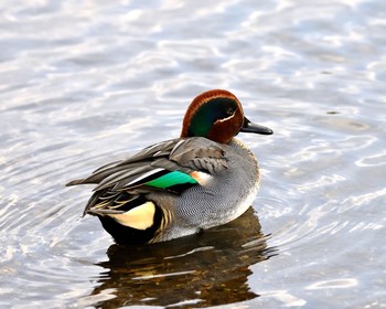 Eurasian Teal 埼玉県 Thu, 12/17/2015