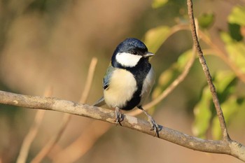 シジュウカラ 西湖野鳥の森公園 2020年12月23日(水)