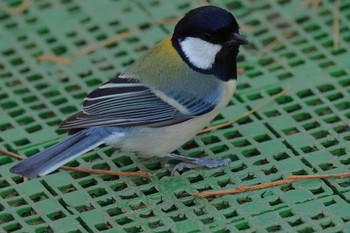 シジュウカラ 西湖野鳥の森公園 2020年12月23日(水)