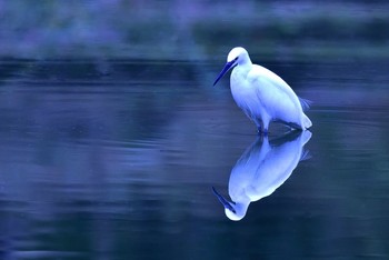 コサギ 大阪鶴見緑地 2016年11月14日(月)