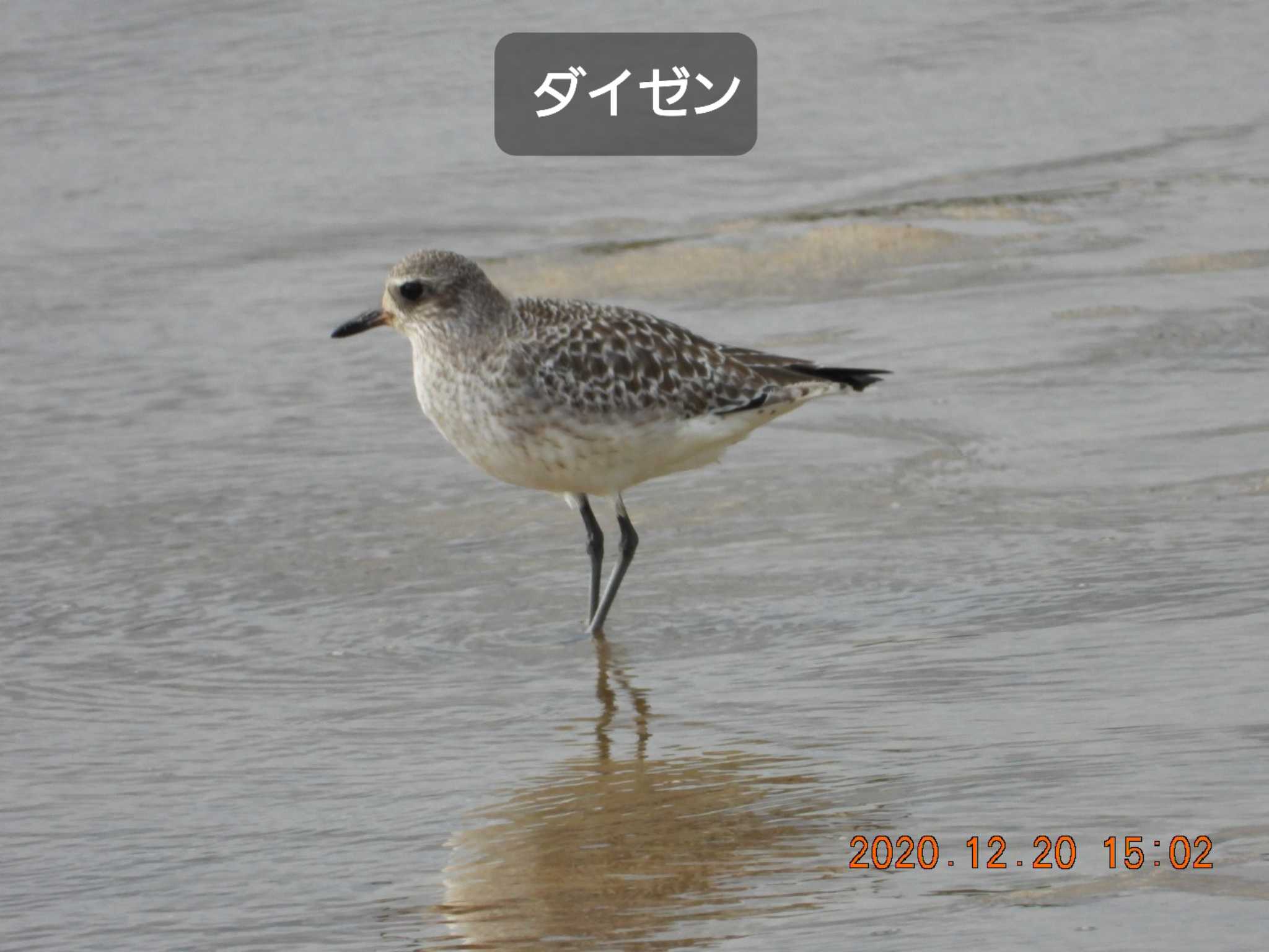 Grey Plover