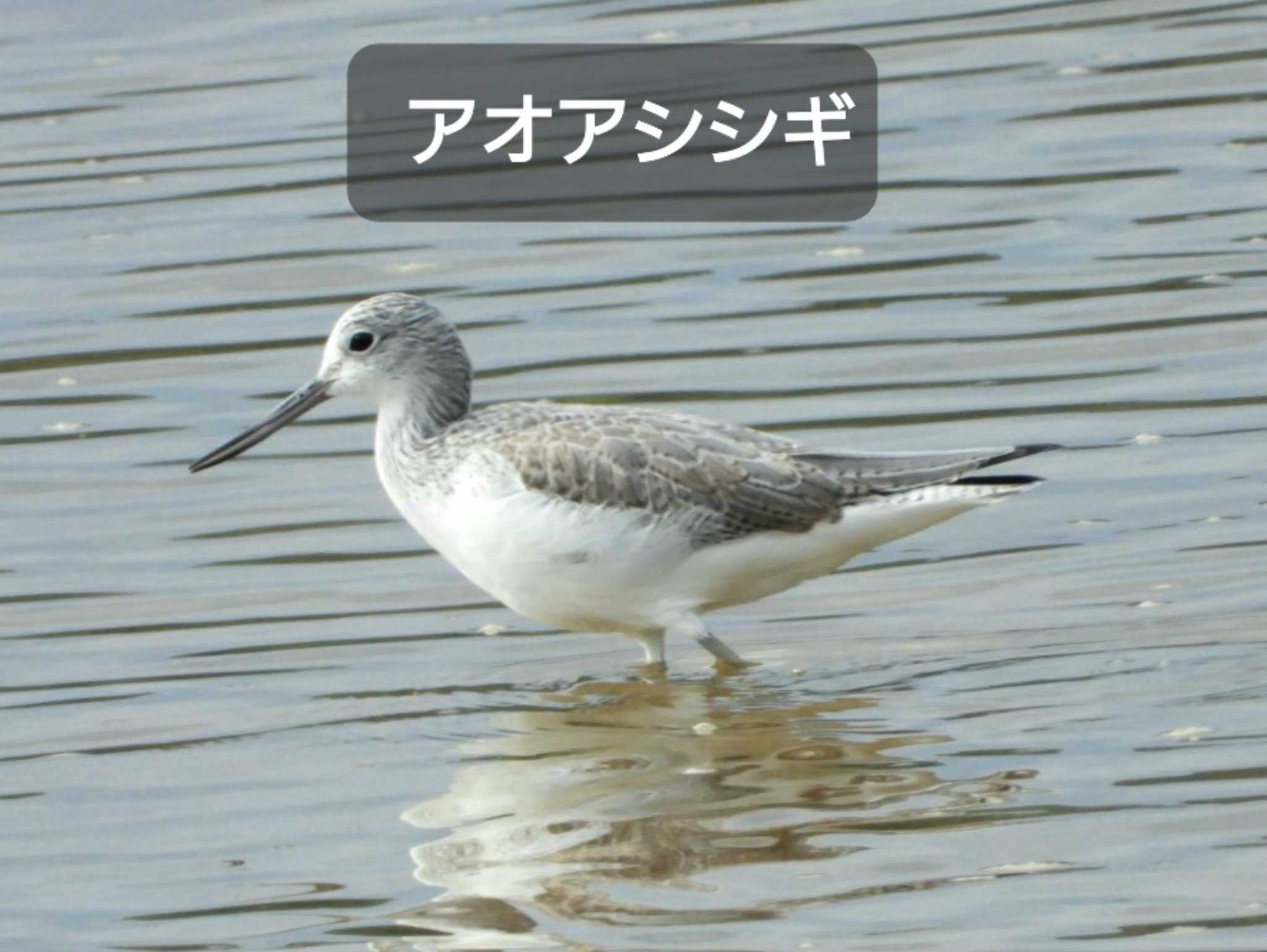 Common Greenshank