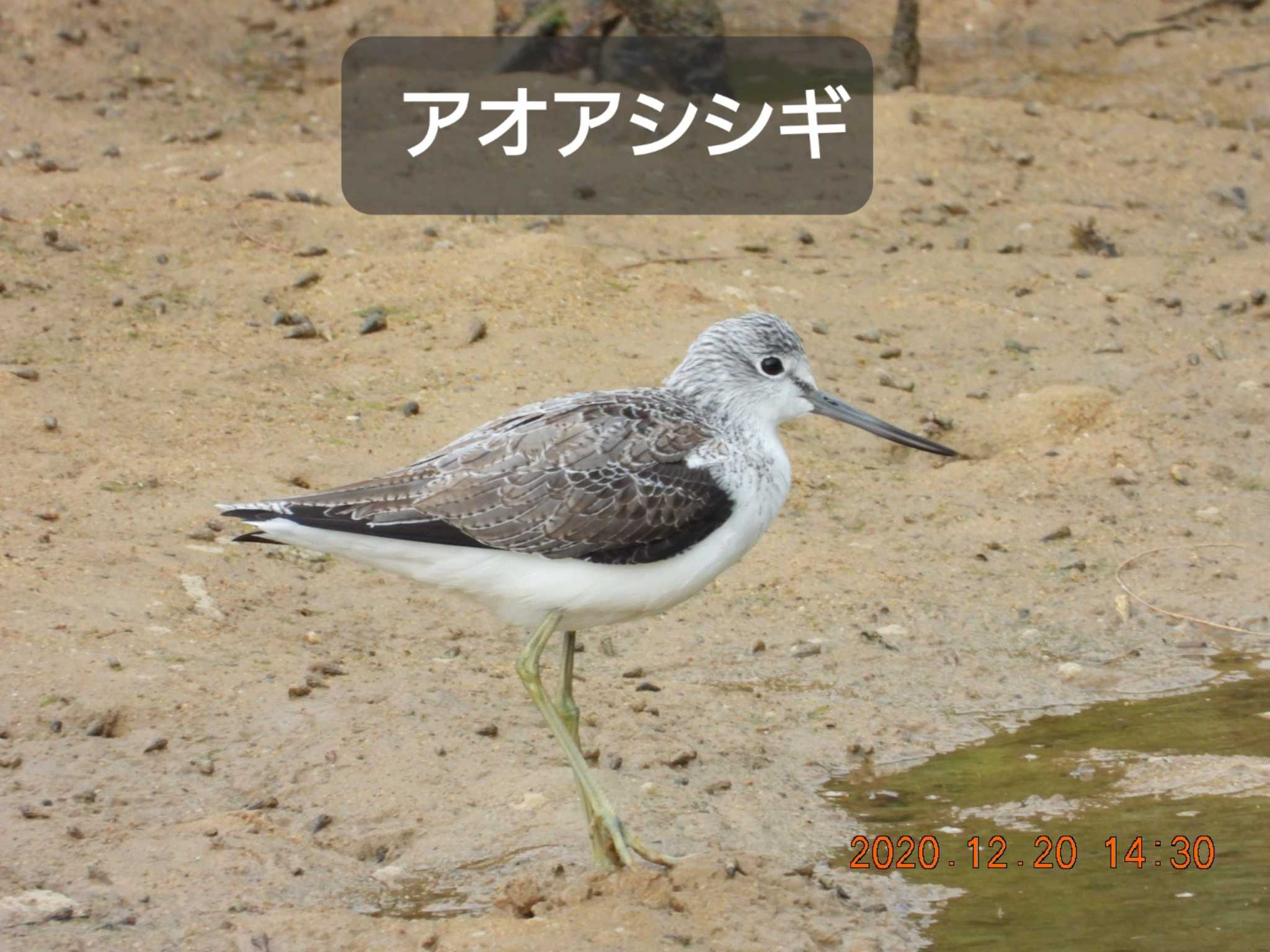 Common Greenshank