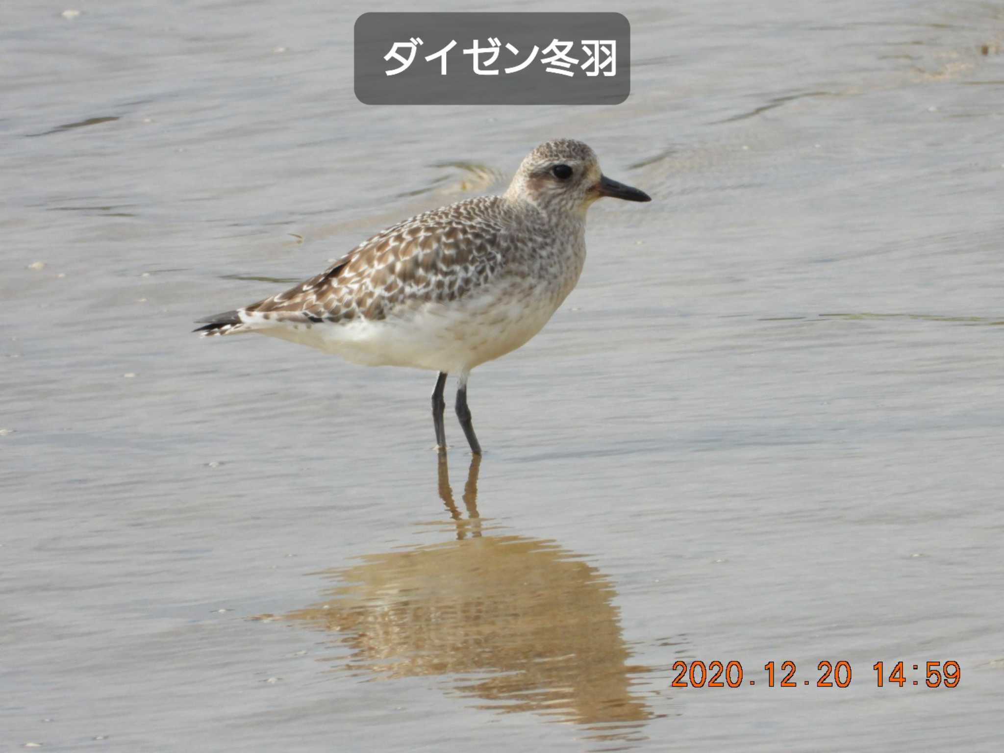 Grey Plover