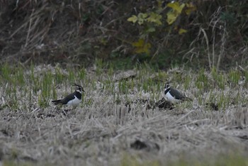 2020年12月13日(日) 静岡県の野鳥観察記録