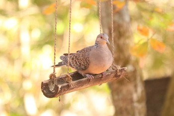 キジバト 南アルプス邑野鳥公園 2020年12月12日(土)