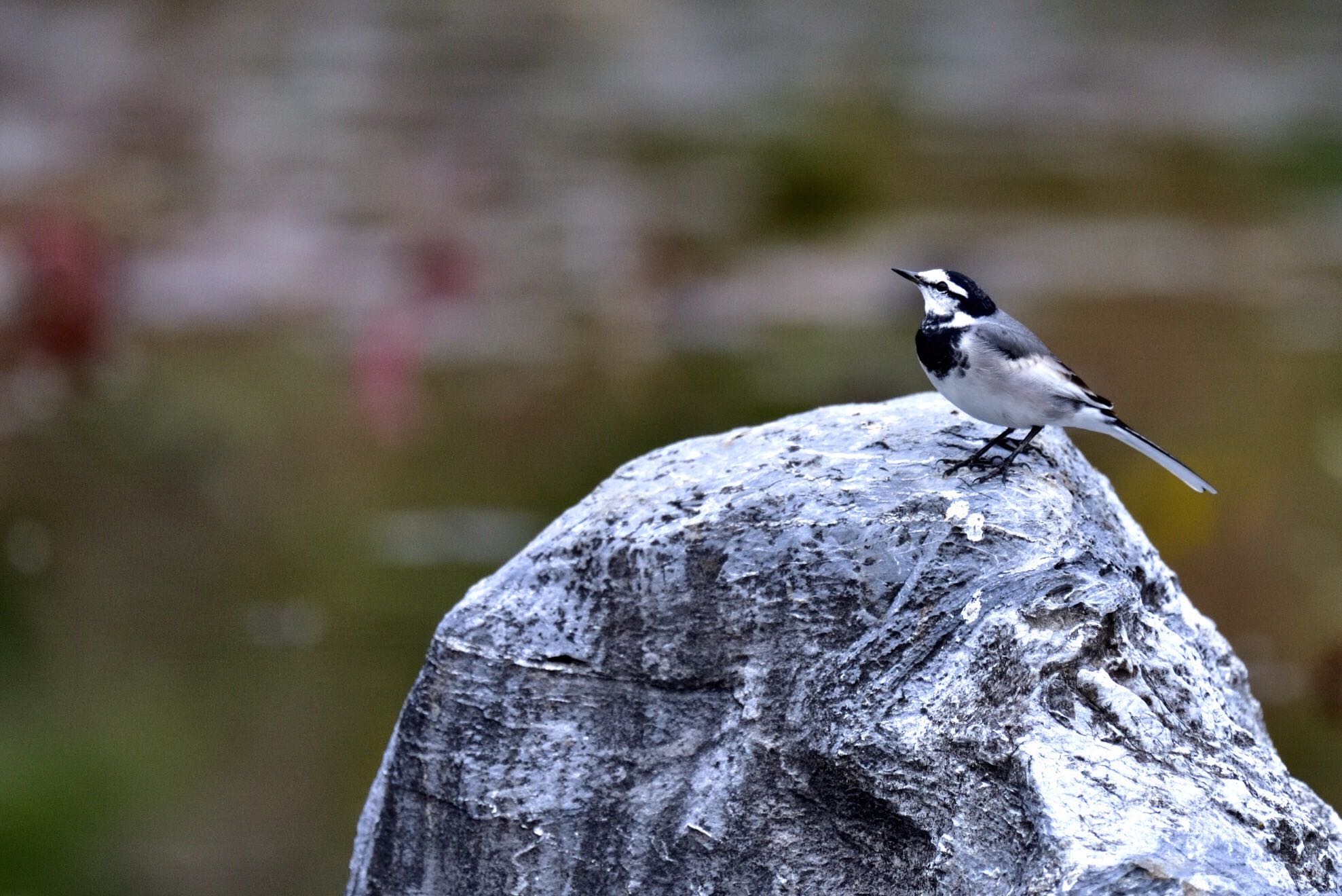 Photo of White Wagtail at Osaka Tsurumi Ryokuchi by R/あーる