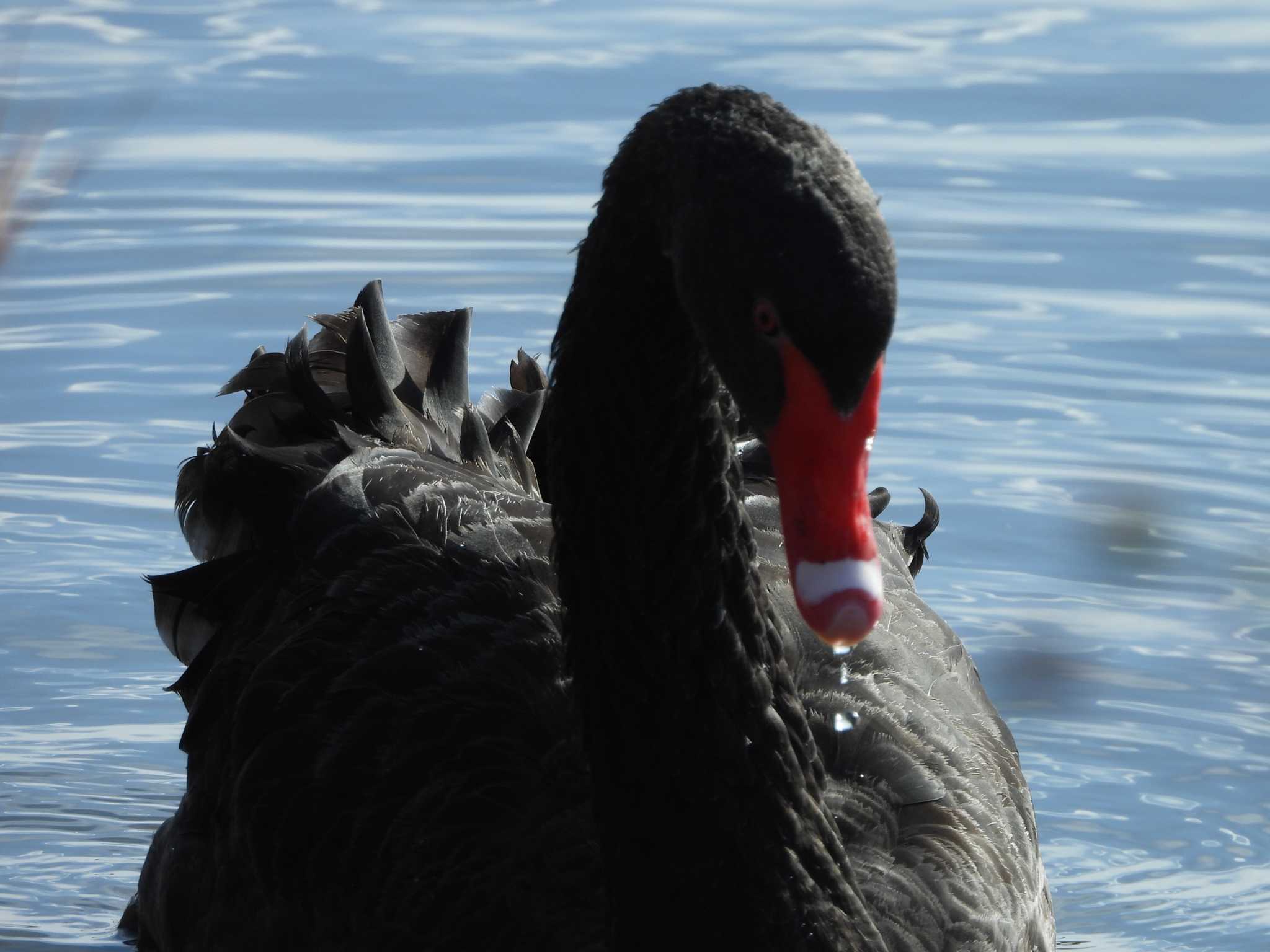 Photo of Black Swan at 千波湖 by エヌ