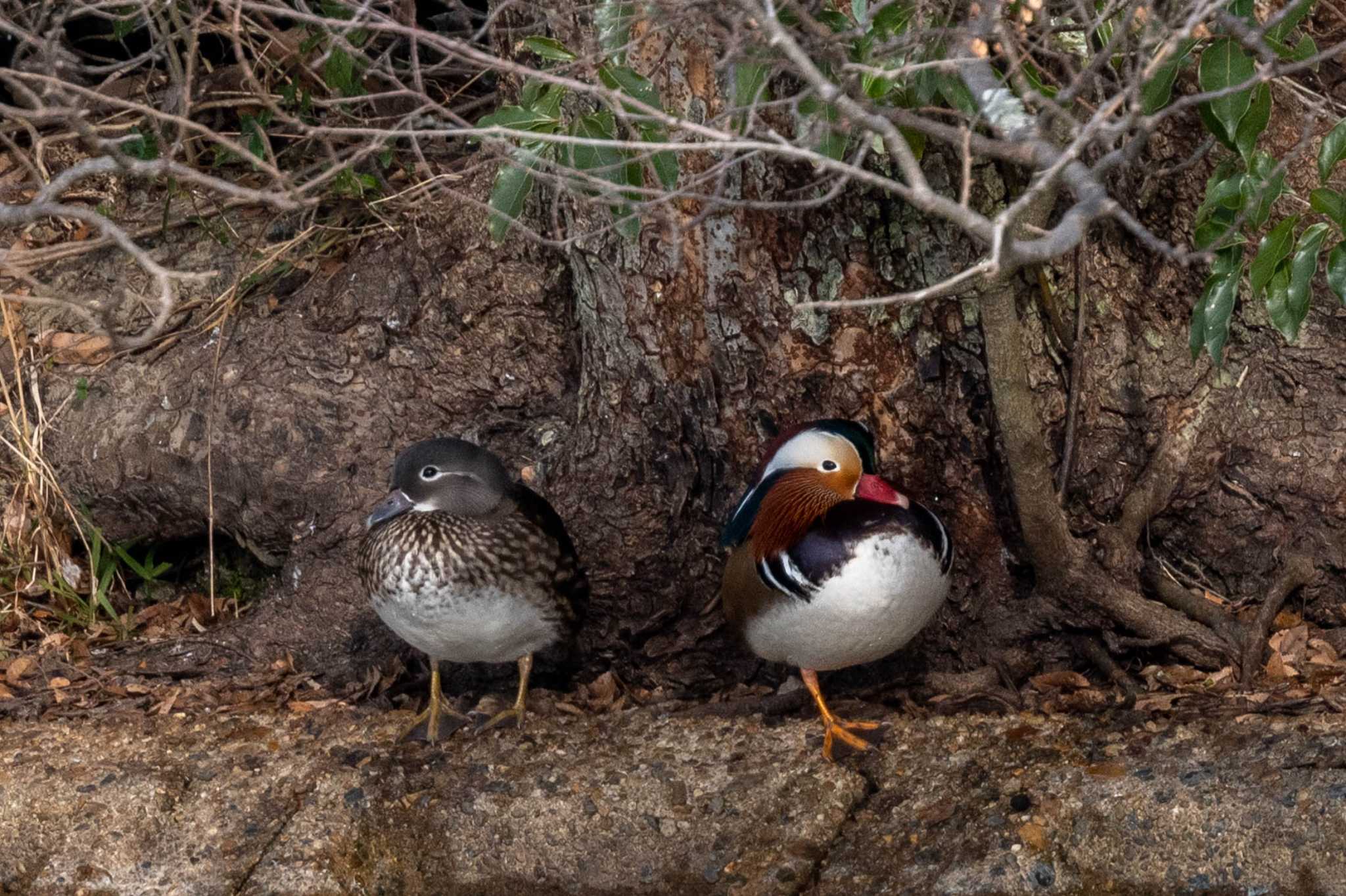 Photo of Mandarin Duck at 奈良市水上池 by veritas_vita