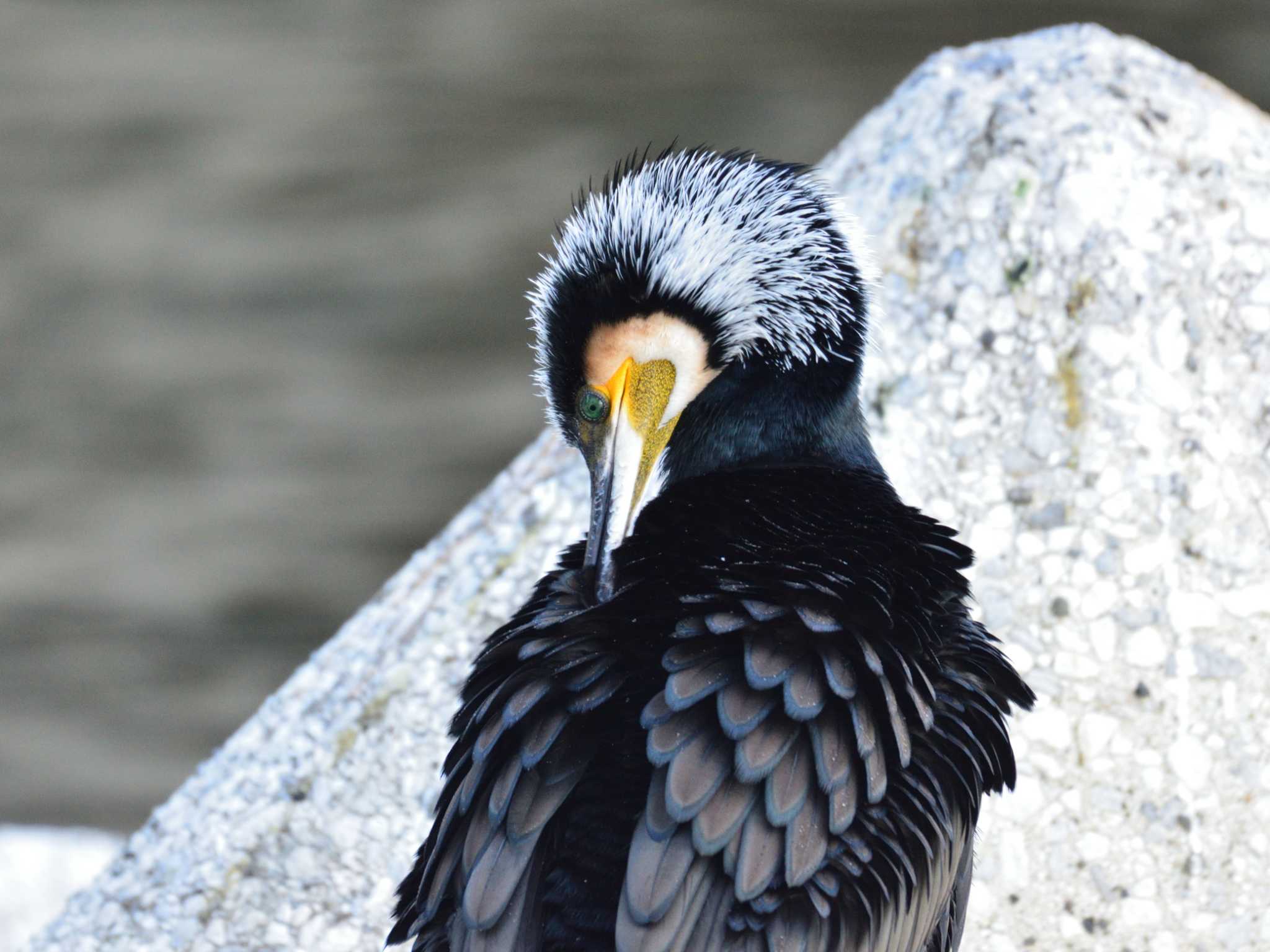 東京都港区 カワウの写真