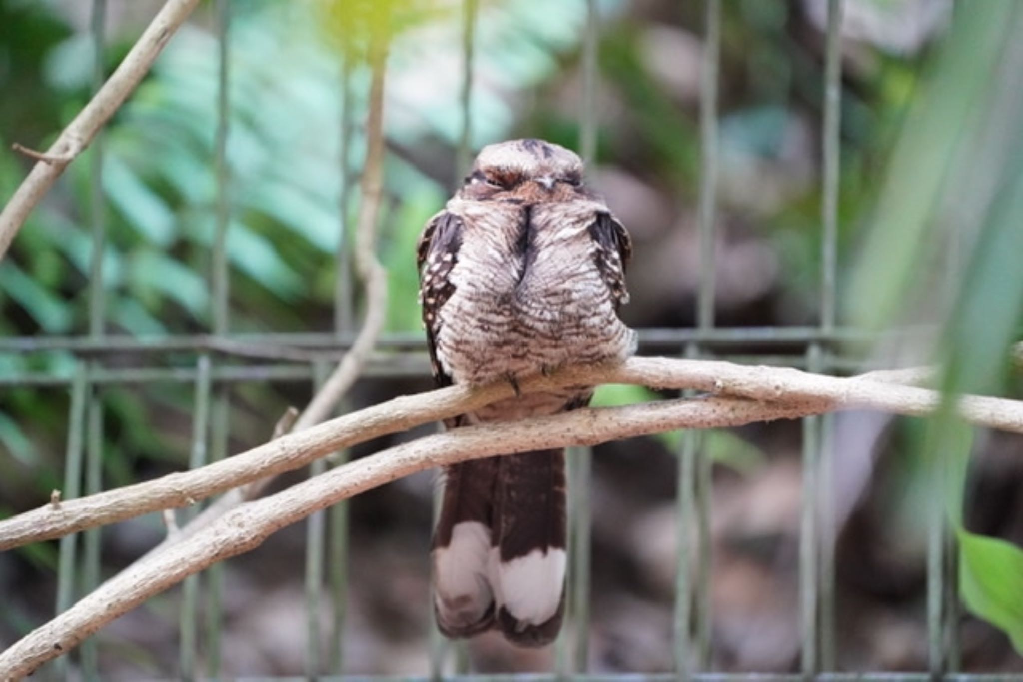 Photo of Large-tailed Nightjar at Singapore Botanic Gardens by T K