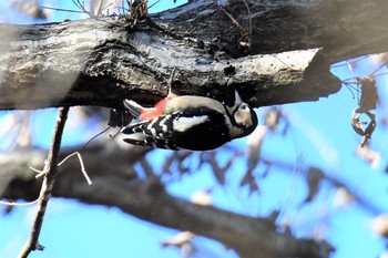 2020年12月26日(土) 薬師池公園の野鳥観察記録