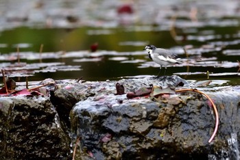 White Wagtail Osaka Tsurumi Ryokuchi Mon, 11/14/2016