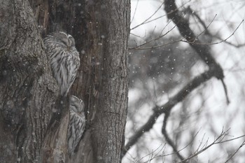 Ural Owl(japonica) Tomakomai Experimental Forest Sat, 12/26/2020