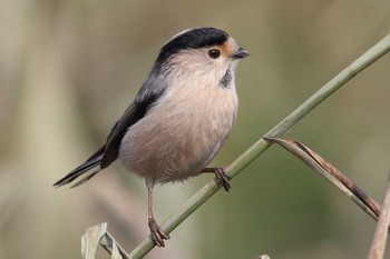 Silver-throated Bushtit