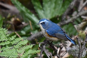 Red-flanked Bluetail 油山市民の森 Sat, 12/26/2020