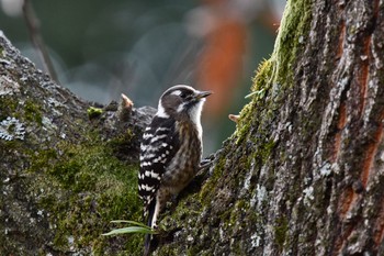 Japanese Pygmy Woodpecker 油山市民の森 Sat, 12/26/2020