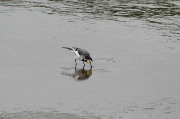 White Wagtail いつもの河原 Mon, 9/12/2016