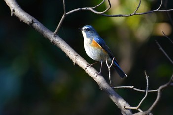 2020年12月16日(水) 神代植物公園の野鳥観察記録