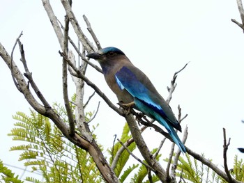 インドブッポウソウ Chatuchak Park 2016年11月3日(木)