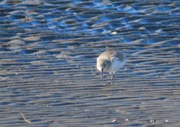 2020年12月26日(土) ふなばし三番瀬海浜公園の野鳥観察記録