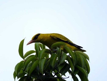 Black-naped Oriole Chatuchak Park Thu, 11/3/2016