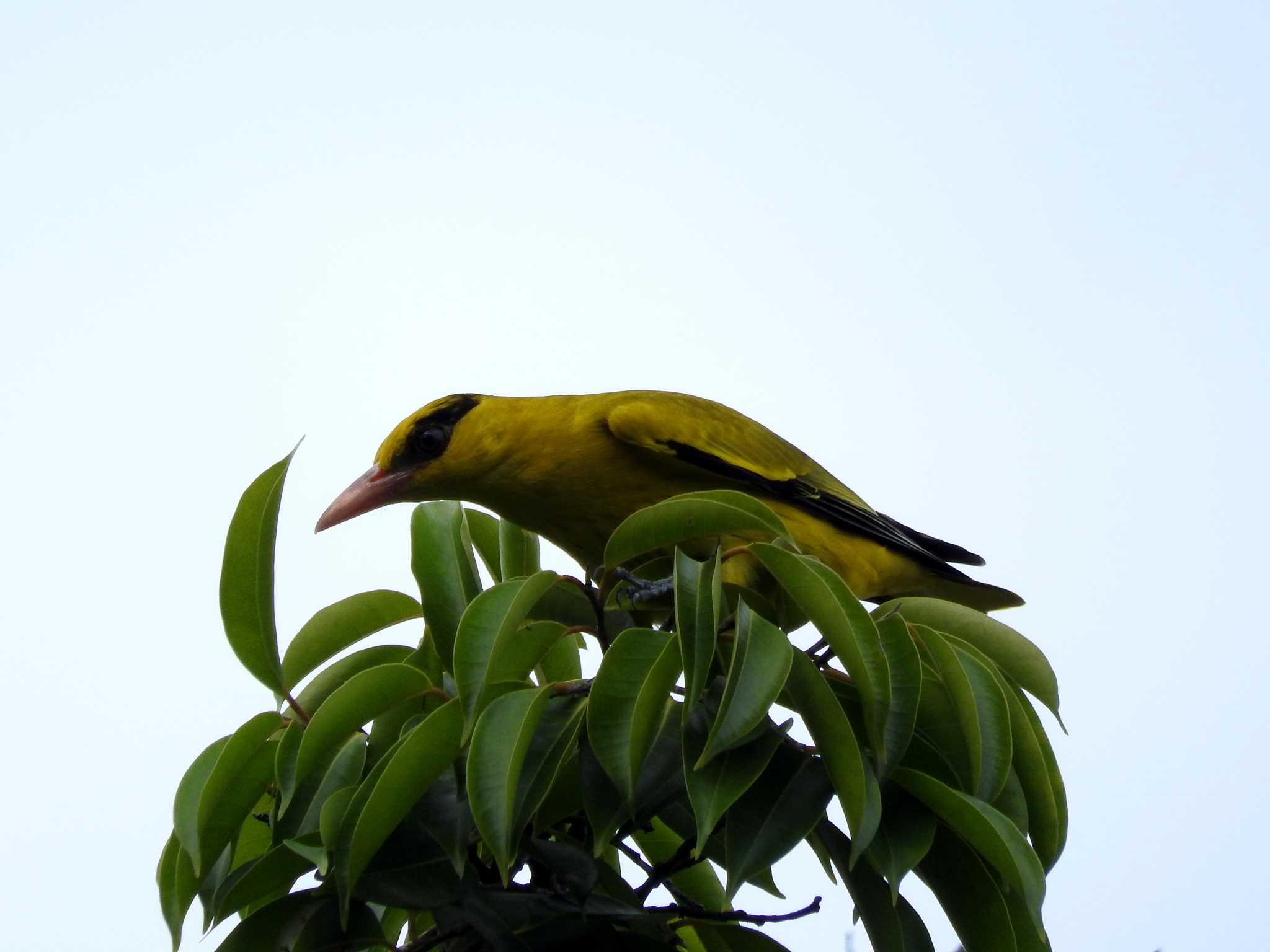 Black-naped Oriole