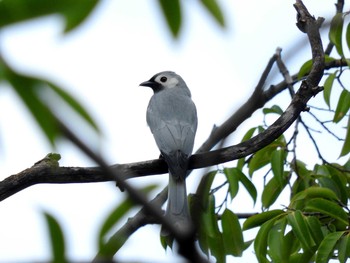 Ashy Drongo Chatuchak Park Thu, 11/3/2016