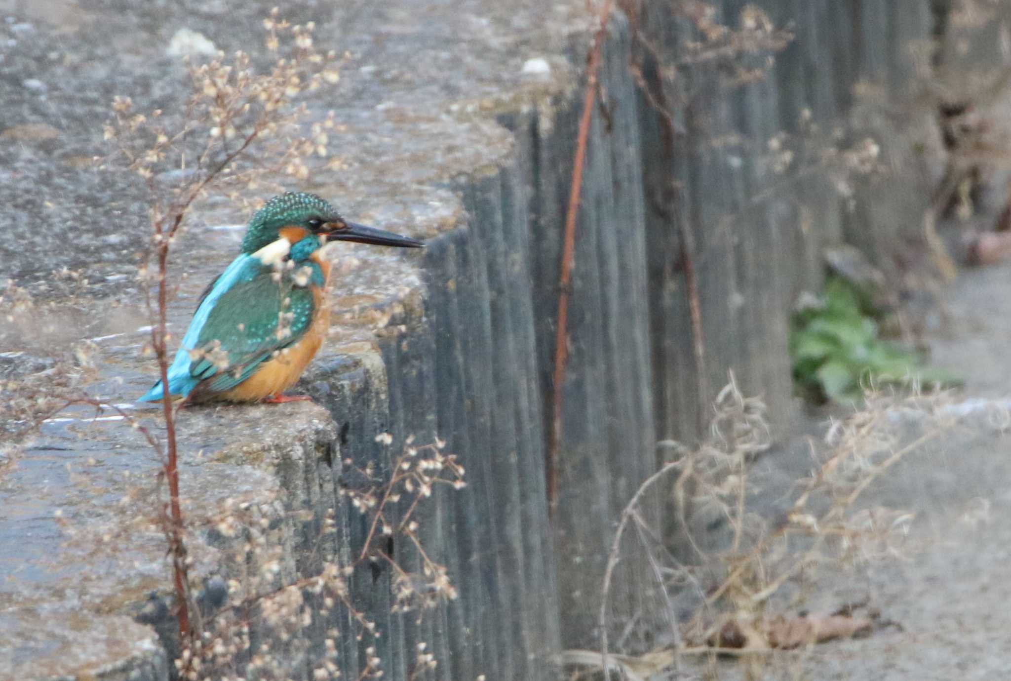 Photo of Common Kingfisher at 高萩市 by くる?EWI&FS✈️