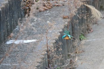 Common Kingfisher 高萩市 Sat, 12/26/2020